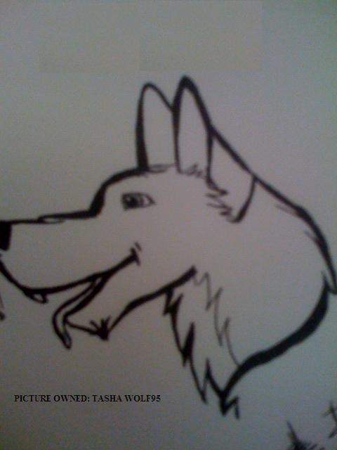 A ditzy wolf