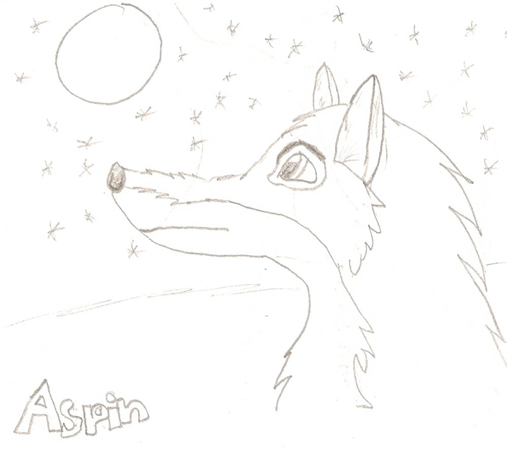 Balto Gazeing Into the Sky