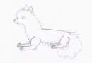 A wolf 