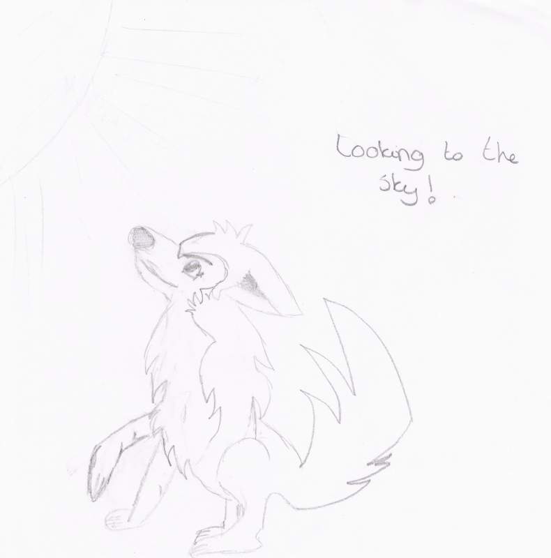 a wolf that look to the sun