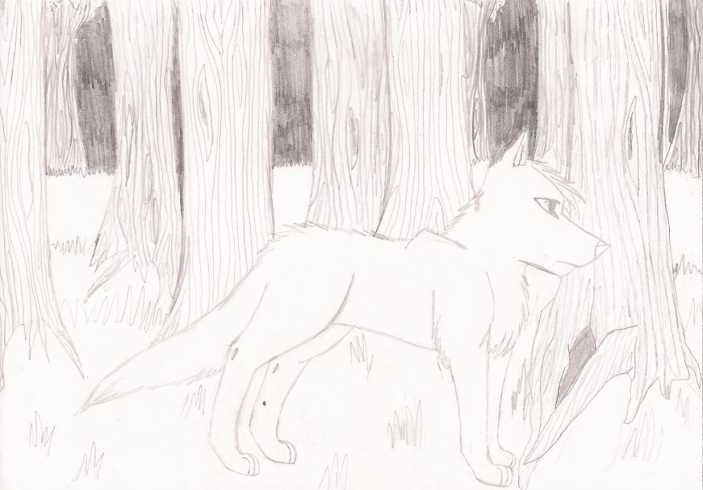 Wolf in a forest