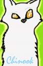 Chinook the white wolf 