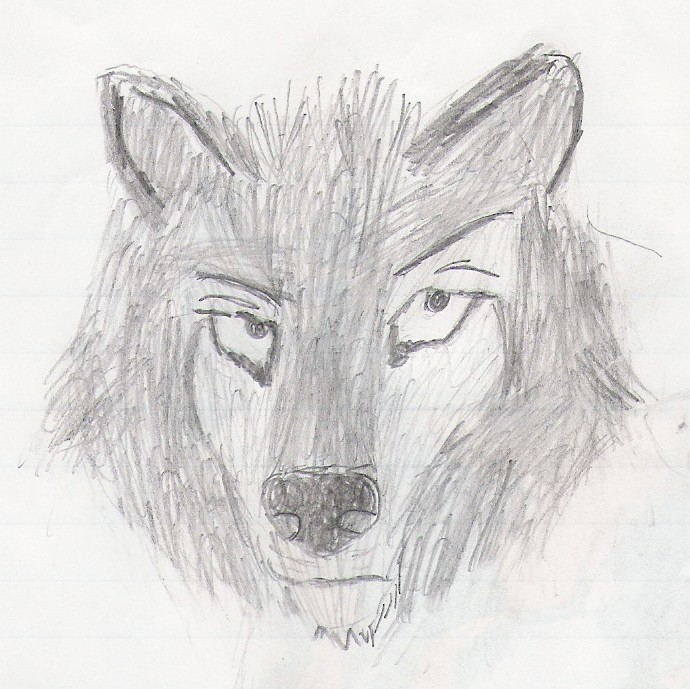 Real wolf