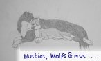 Huskies, Wolfs & much more