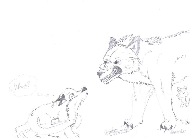 angry wolf
