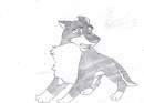 My first balto pic!!!!