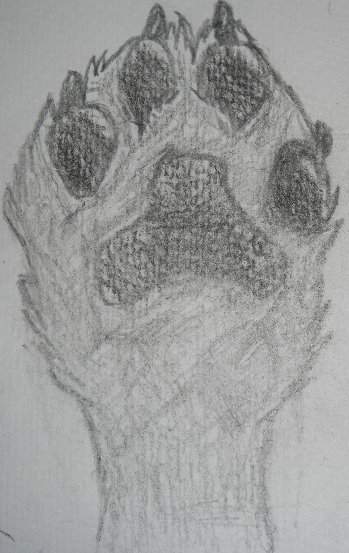 Wolf Paw
