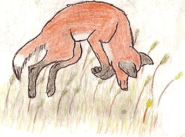 Fox and it's prey