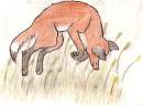 Fox and it's prey