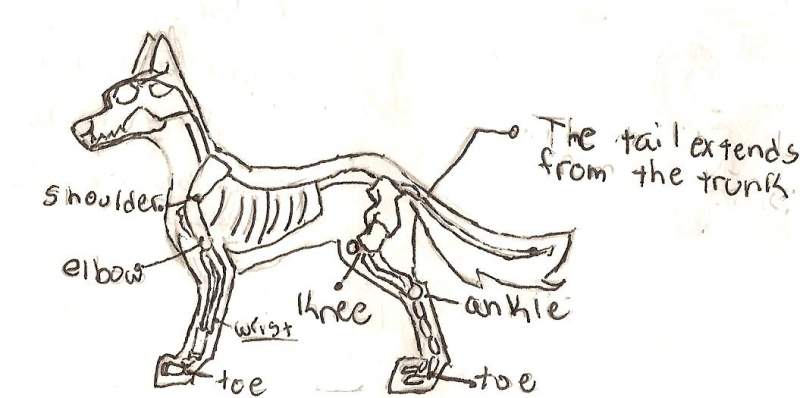 A dog skeliton (sp?)