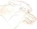 Balto face 