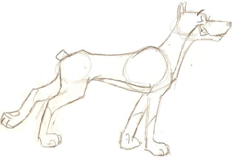 Dobermen pincher
