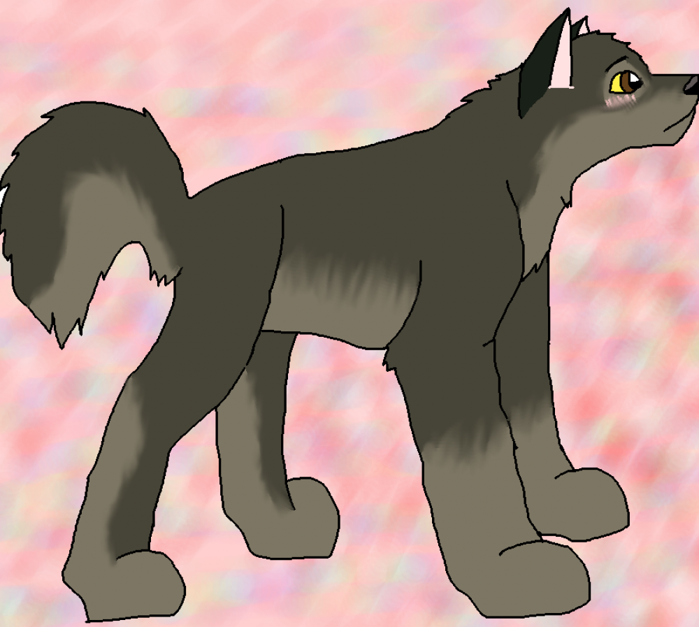 Shy Balto