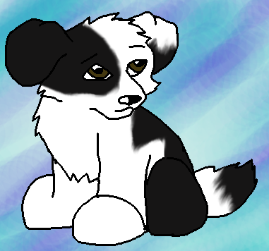 Border Collie Pup