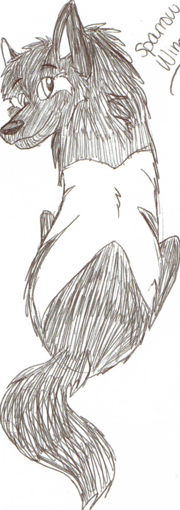 Skecth of Sparrow