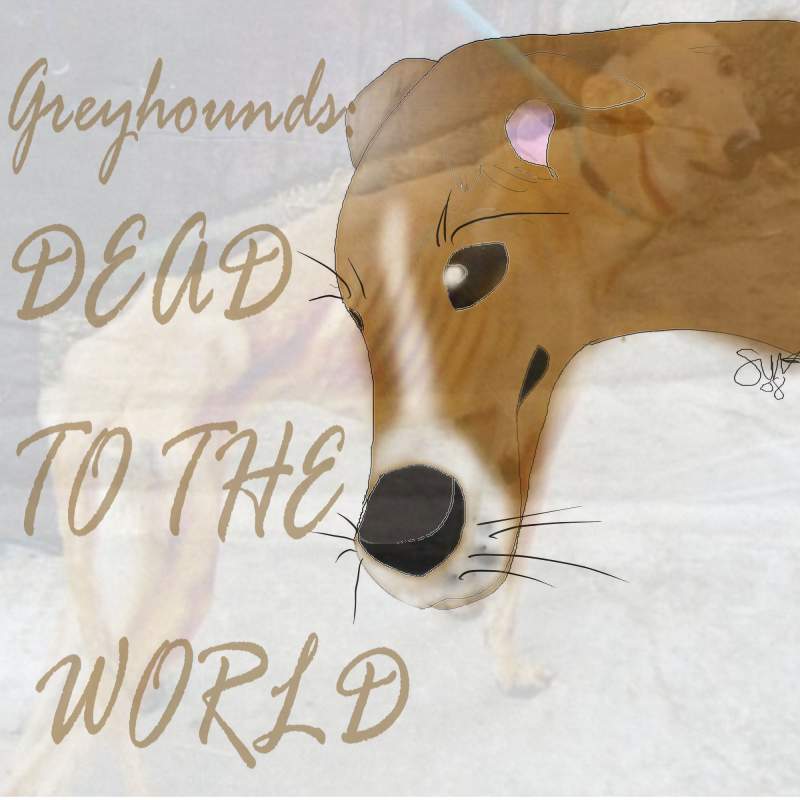 Greyhounds are Dead to the World