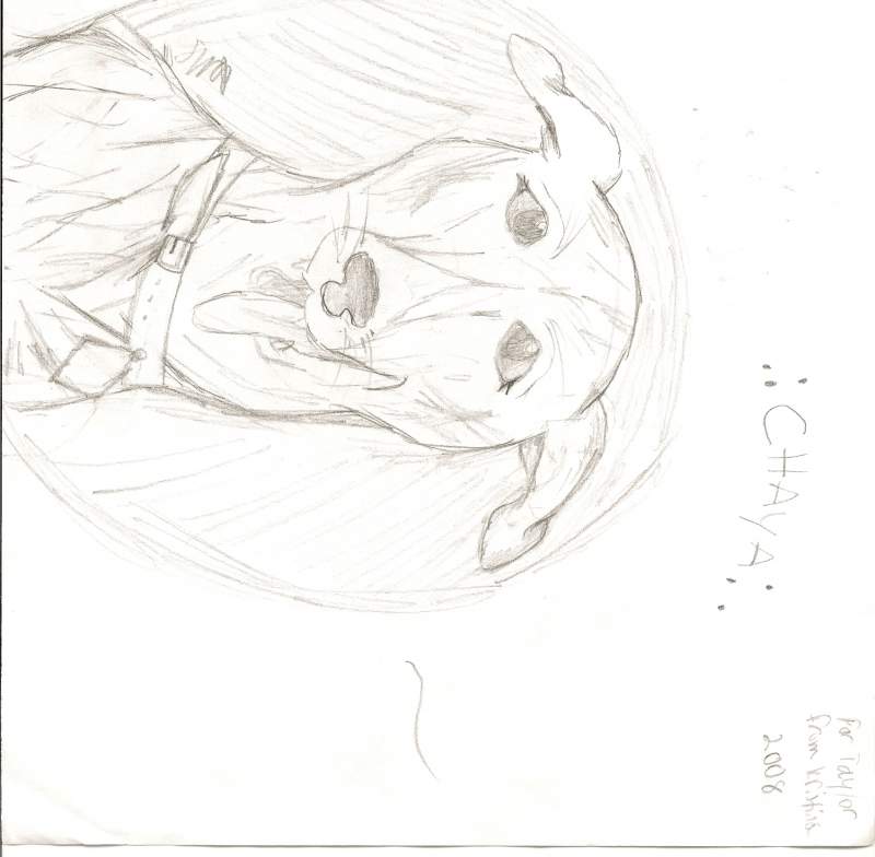 Chaya-- my firend's Greyhound