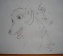 Ileu Gifty- Puppy Ileu