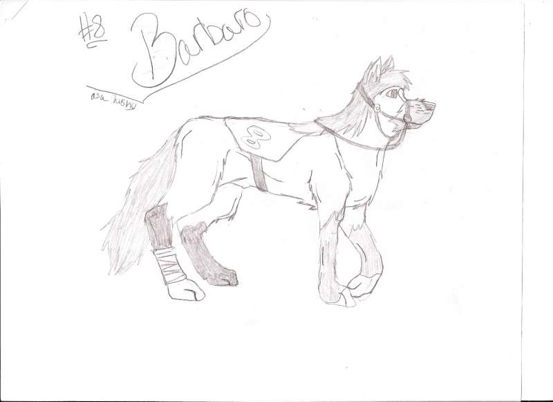 Barbaro as a Husky