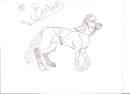Barbaro as a Husky