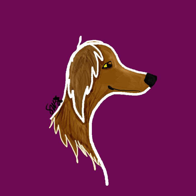 Saluki
