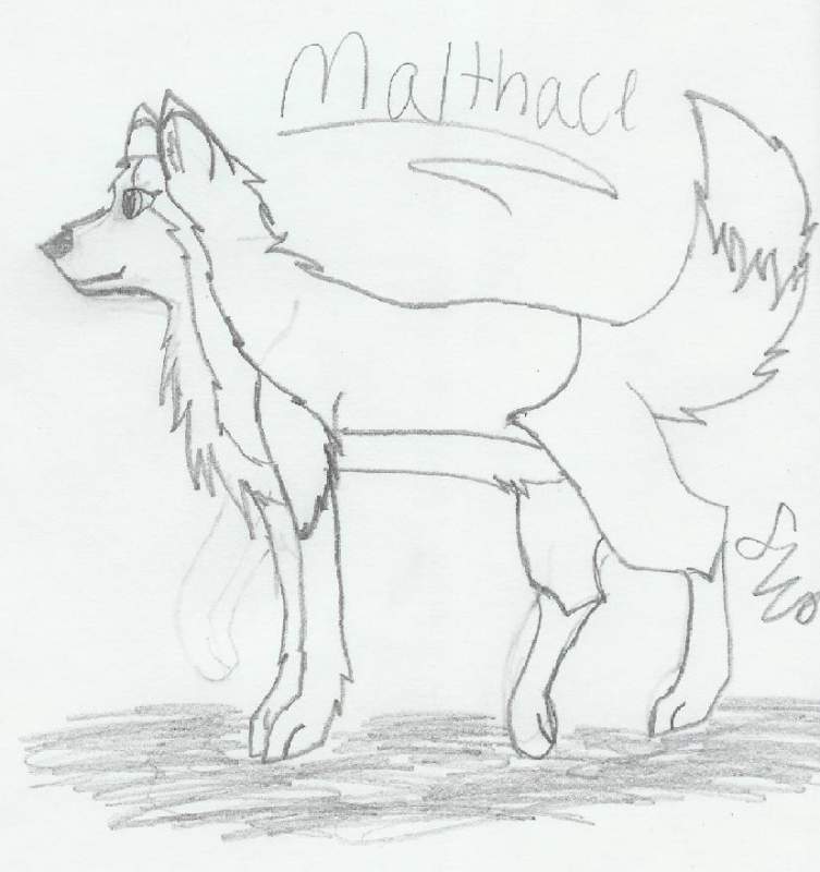 Malthace