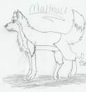 Malthace