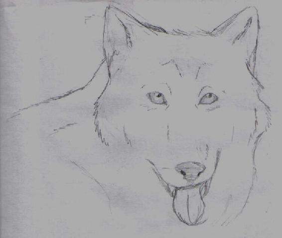 Panting Wolf