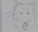 Panting Wolf