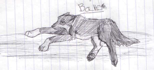 Balto in pen