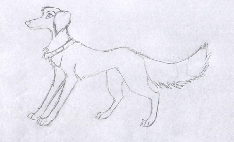 LabraSalukiCollie