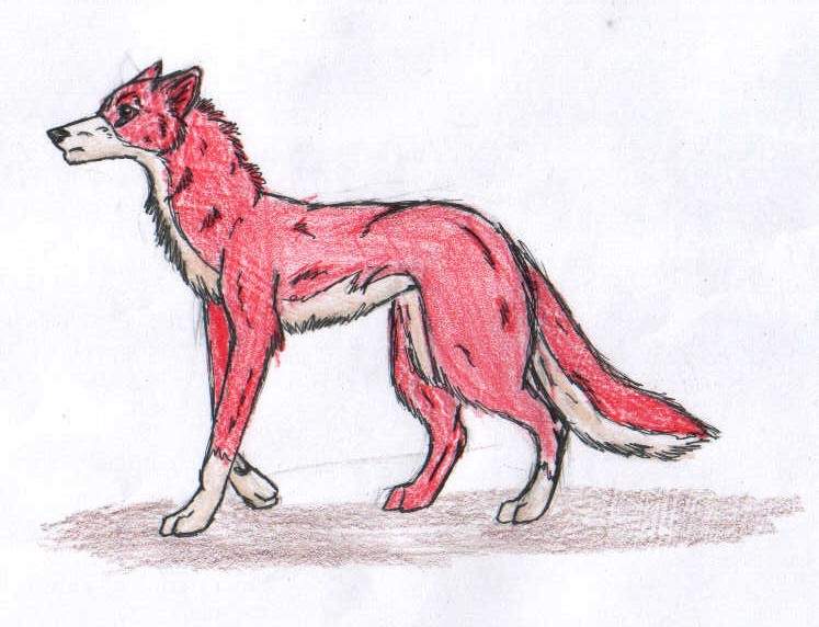 For Lobo1235