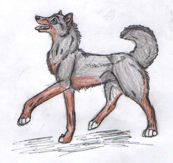 for Xwolf