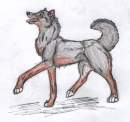 for Xwolf