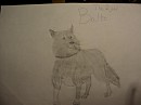The Real Balto!!!