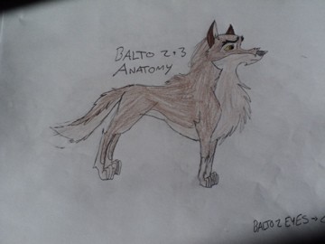 Rough Drawing Of Balto Anatomy #2