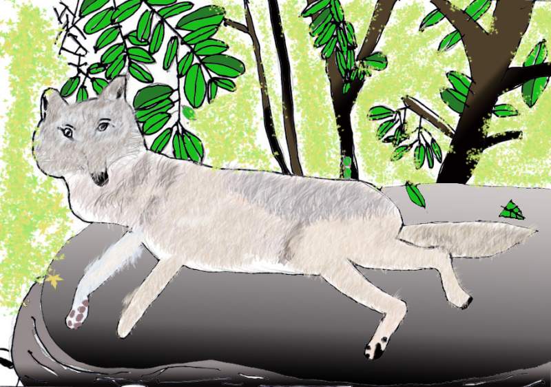 A Gray Wolf