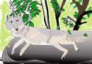 A Gray Wolf