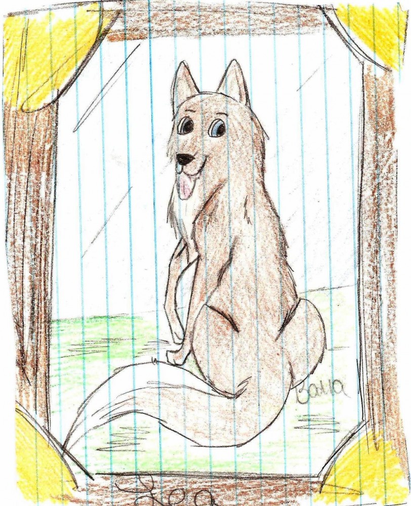 Random Husky