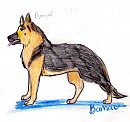 German Shepherd