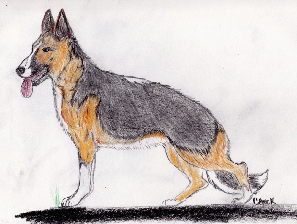 Panda German Shepherd