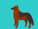German shepherd dog