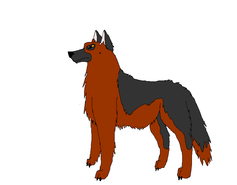 German shepherd dog 2