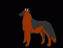 German shepherd dog 2