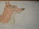 A terrible Balto