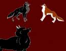 Two Wolves About To Fight