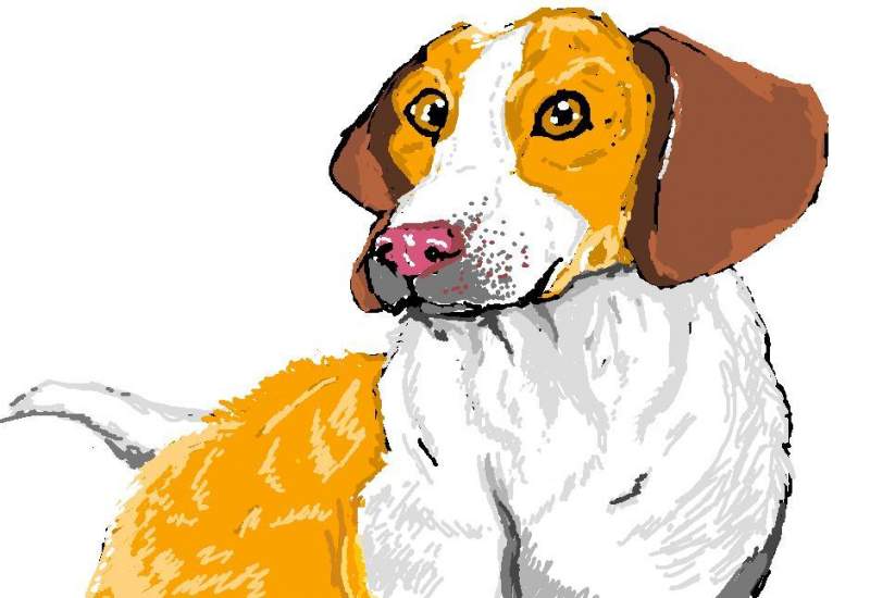 nother beagle
