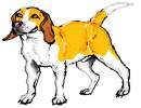 beagle