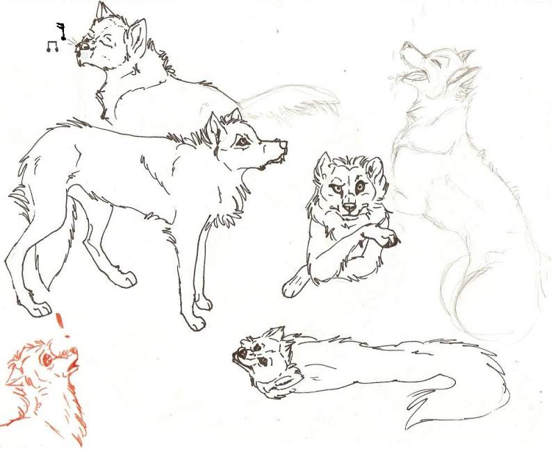 hooray for random wolfys !