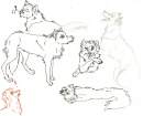 hooray for random wolfys !